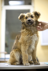 Отдам в хорошие руки бабушкину радость