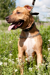 Отдаётся метис питбуля