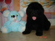 ньюфаундленд цуценята