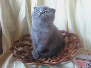 чистокровные шотландские вислоухие котята