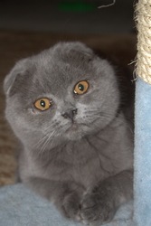 Продам шотландского вислоухого! 0678818827 - Максим