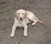 Золотистый ретривер (Голден ретривер). Щенки