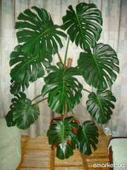 Монстера деликатесная 2м.