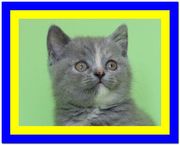 Ласковая и игривая британская девочка, продажа британских котят