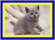 Лиловые британские котята, продажа лиловых британских котят