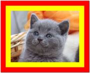 Британский котенок,  британец купить
