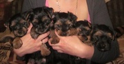 Продам щенков йоркширского терьера Днепропетровск.