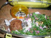 Продам джунгарскую парочку с клеткой (террариум).