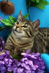 Котенок с ангельским характером Вася,  1 год,  ищет дом
