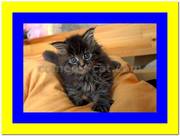 Котята мэйн кун, купить котенка мейн кун Украина