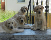 Лабрадор ретривер. Перспективные щенки