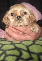 Продам щенков Американский кокер спаниель 