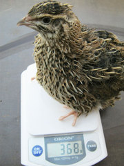 Продам инкубационное перепелиное яйцо