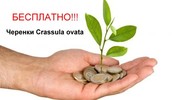 БЕСПЛАТНО!!! Crassula ovata