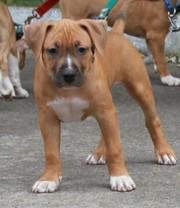 Девочки и мальчики щенки Американского Стаффордширского Терьера.