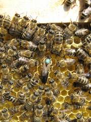 Пчёлы.Пчелопакеты.Пчелиные плодные меченые матки.Карпатка
