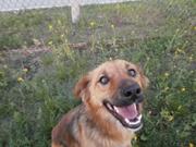 собака ждет друга