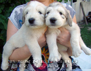 Щенки южнорусской овчарки в питомнике «Iz Slavii»