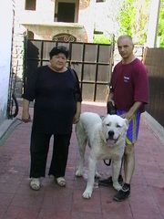 Щенки САО (Средне Азиатская Овчарка)