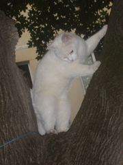 Хотите, чтобы у вас в доме жил белоснежный Амурчик?