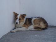 Очень умная и верная собака Лана ищет дом!