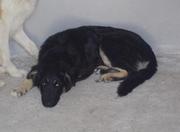 Викки очень нужен свой дом и хороший хозяин