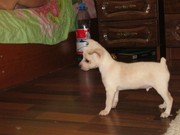 ПРОДАМ ЩЕНКОВ ТОЙ-ТЕРЬЕРОВ