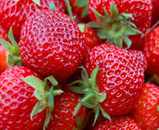 Продажа кассетной рассады клубники.