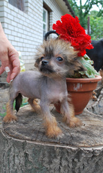 Продам щенка китайской хохлатой