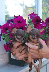 Щенки той-терьера в Полтаве