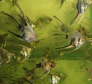 скалярии полосатые и скалярии кои всех размеров