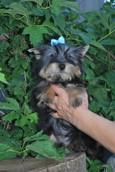 щенки йоркширского терьера в Полтаве