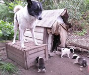 щенки РЕ лайки