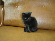 Шотландская девочка