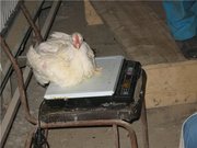 Мы продаем курей бройлеров живым весом