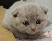 Шотландские котята в Николаеве
