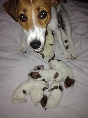 Джек Рассел терьер!!! Породистые!!! Щенки