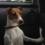 ПОРОДИСТЫЕ щенки Джек Рассел терьера