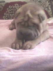 Плановые щенки Шарпея