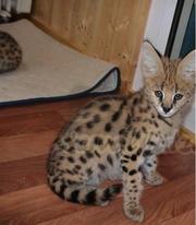 котята - экзотические .