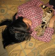 котята - экзотические виды.