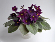 Продам сортовые фиалки