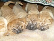 Щенки породы Шар-Пей