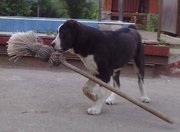 Среднеазиатская овчарка (алабай)