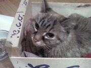 знайдена кішка