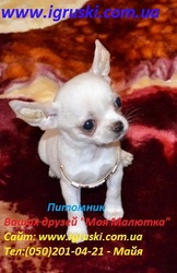 Элитные щеночки чихуахуа шоу-класса