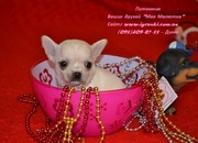 Элитные щеночки чихуахуа шоу-класса!