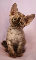 Котята шоу-класса породы девон-рекс