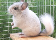 Продам шиншиллу недорого