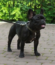 Французкий Бульдог